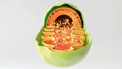 Mitochondria