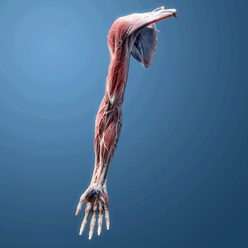 muscle