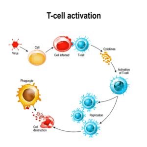 T-cell activation