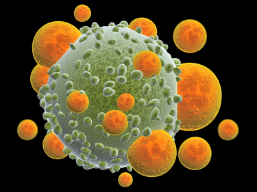 T-cells